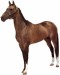 Achaltekinský kůň.jpg